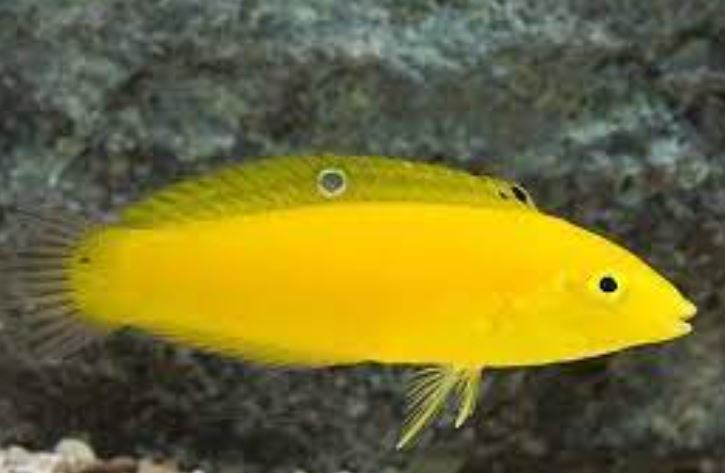 Yellow Coris Wrasse