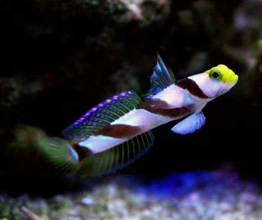 Live 10/8/26 Yellow Rose Antenna Goby