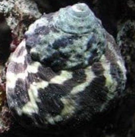 Zebra Stripe Turbo Snail