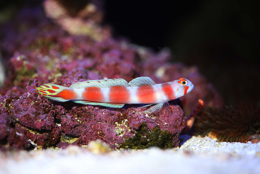 Pinkbar Goby :: South Asia