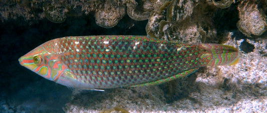 Argus Wrasse :: South Asia