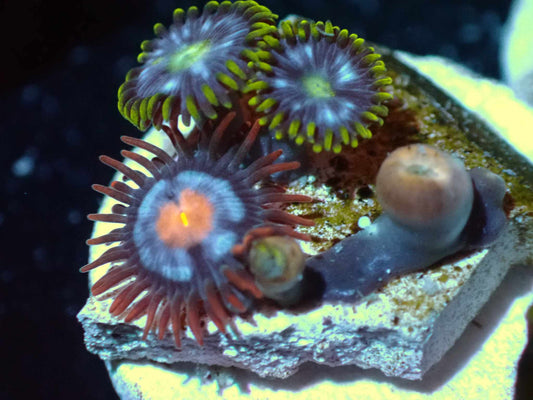 Warpspeed and Mystique Zoa Combo Auction 7/28 Ended