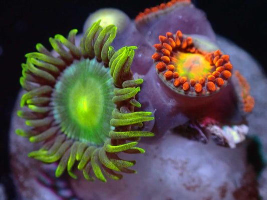 Unknown Zoa Combo Auction 7/28 Ended