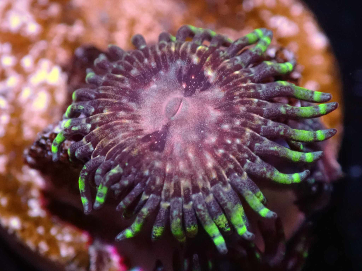 Strawberry Wine Zoa Auction 7/28 Ended