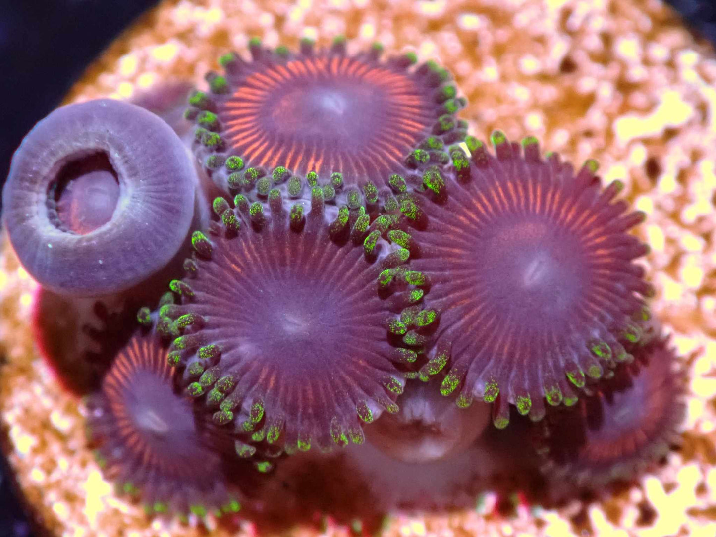 WWC Space Queen Zoa Auction 7/28 Ended