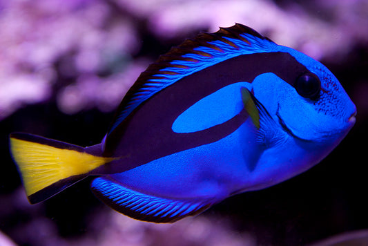 Blue Hippo Tang :: Eastern Asia