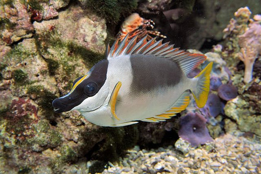 Magnificent Foxface Rabbitfish :: Eastern Asia