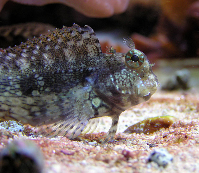 Sailfin / Algae Blenny