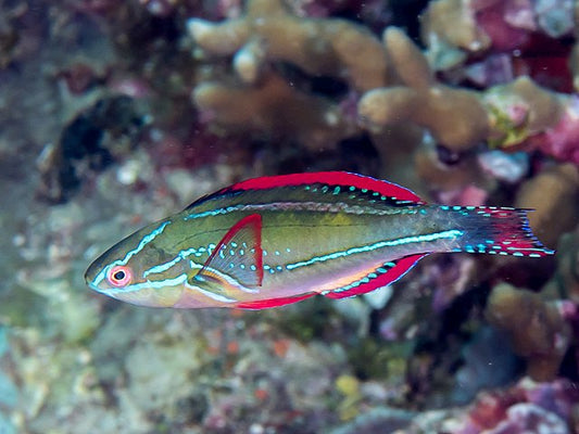 Exquisite Male Wrasse