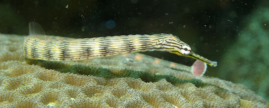 Dragonface Pipefish :: Eastern Asia