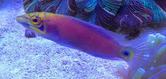 Mystery Wrasse