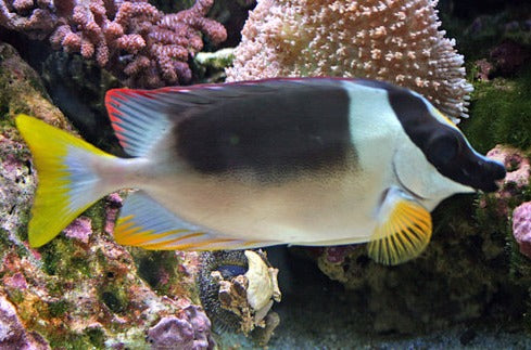 Magnificent Foxface Rabbitfish :: Eastern Asia