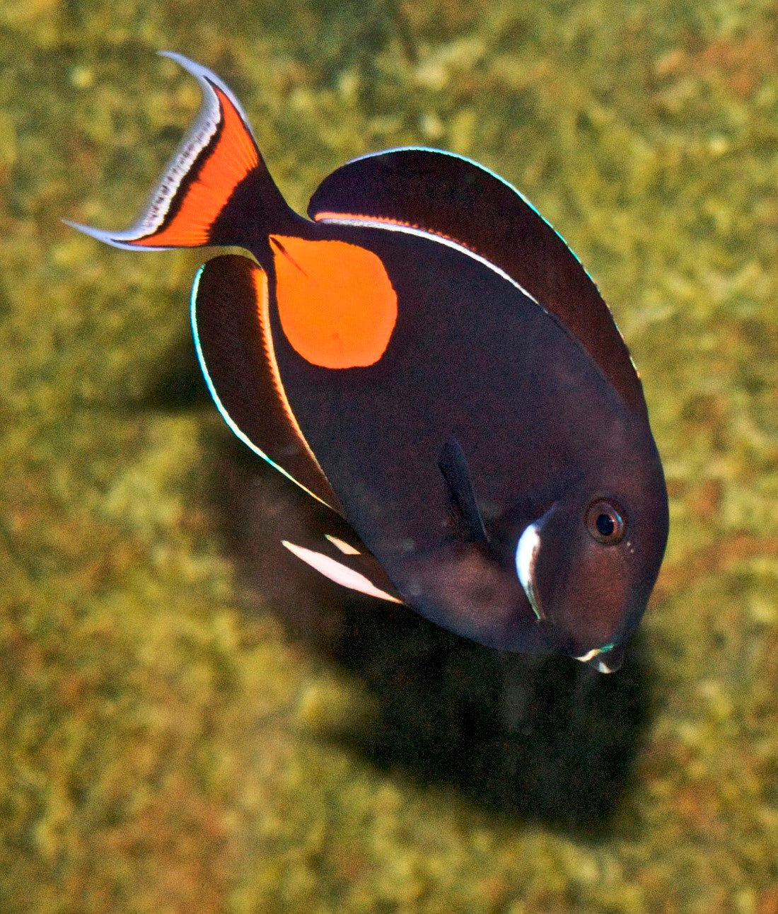 Achilles tang (Acanthurus achilles)