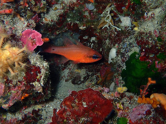Flame Cardinal