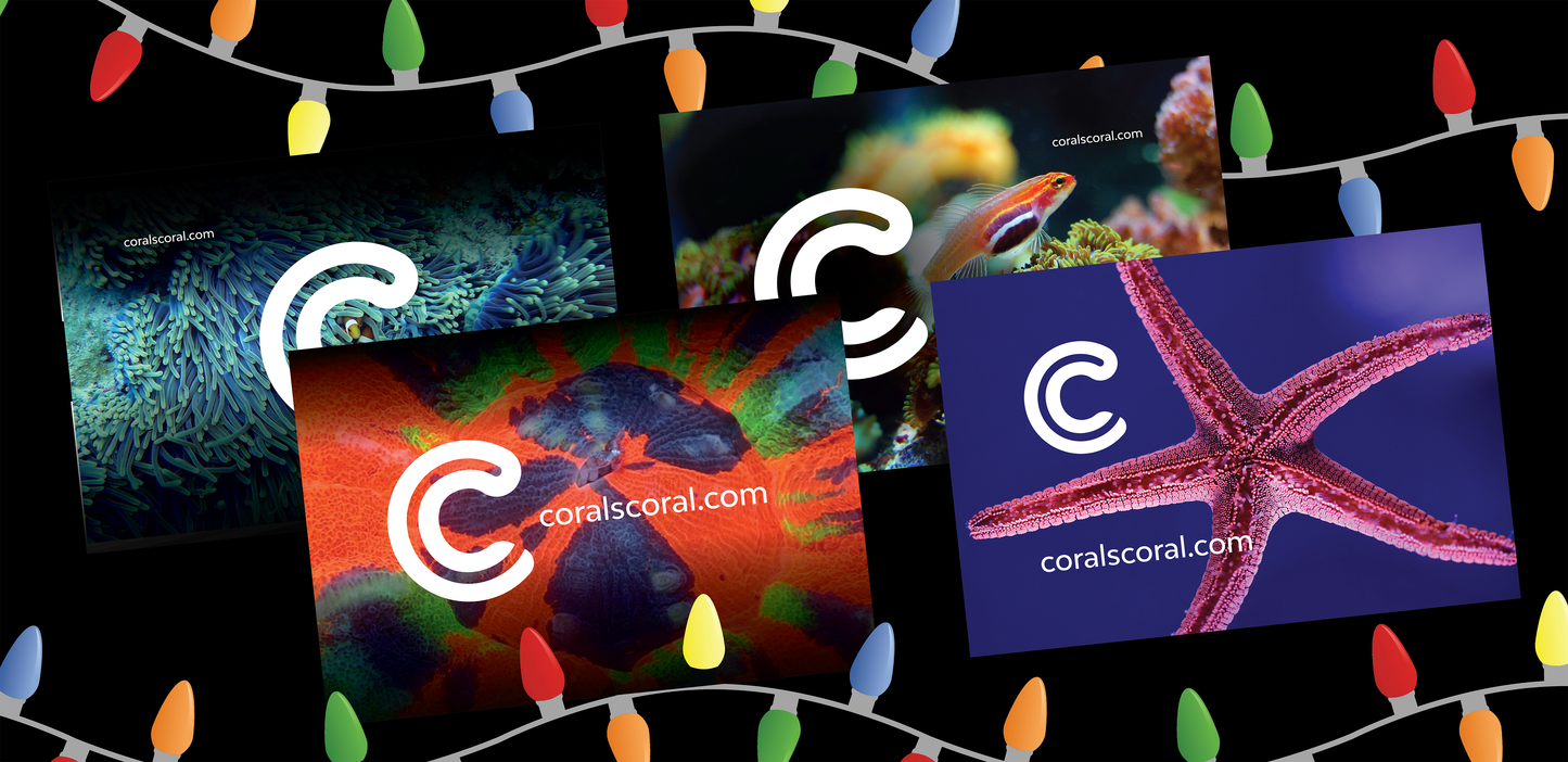 Gift Card - Coral's Coral - Coral's Coral Gift Cards