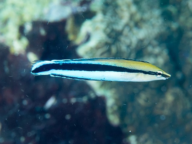 Cleaner Common Wrasse :: Eastern Asia