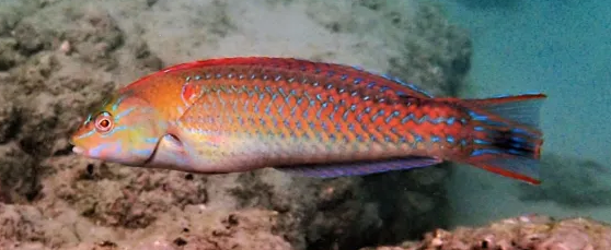 Chameleon Wrasse