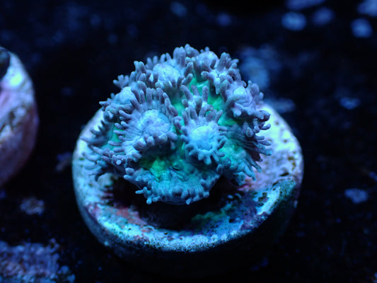Blue Hydnopora Auctions 11/10 ended