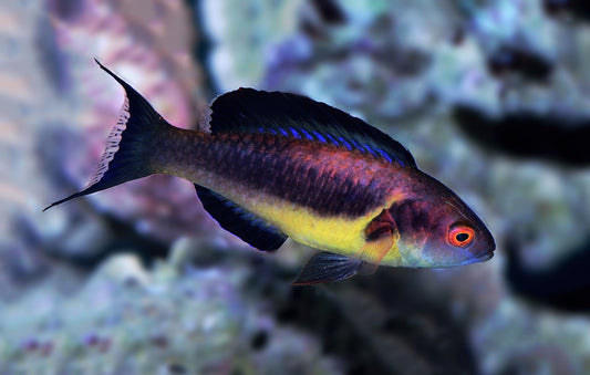 Dusky Fairy Wrasse