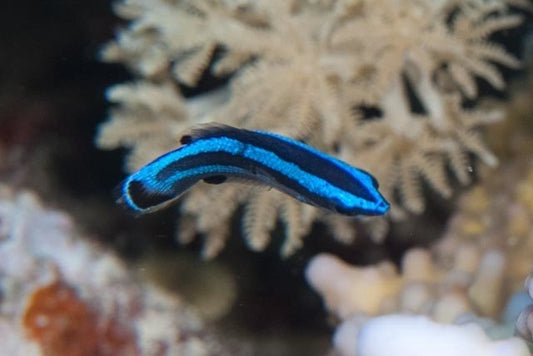 Cleaner Four Line Wrasse