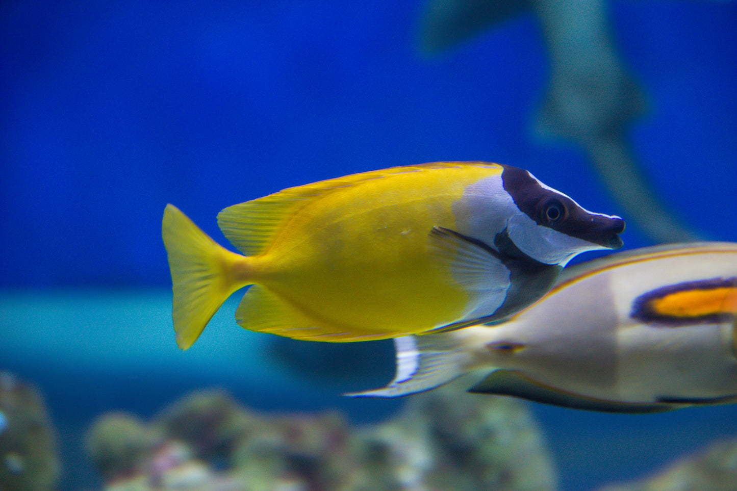 Foxface Rabbitfish