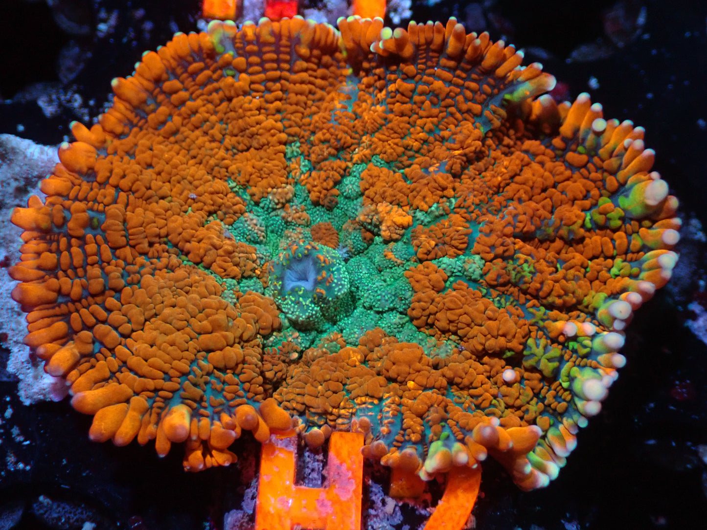 Superman Rhodactis Mushroom Aquacultured Auction 11/6/23 ended