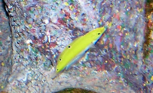 Canarytop Wrasse