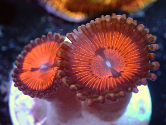 Bloodsucker Zoas Auctions 11/17 ended
