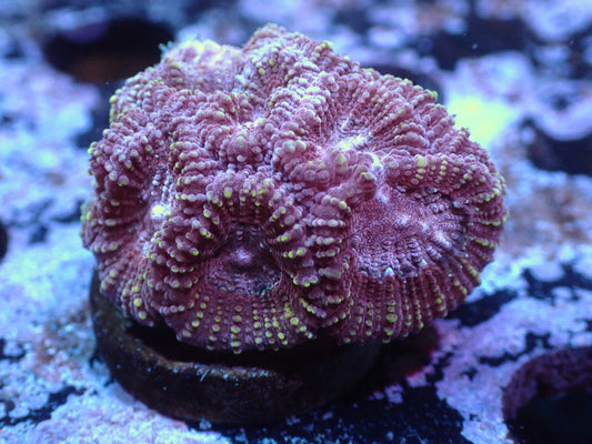 Fairgrounds Favia  Auctions 11/17 ended