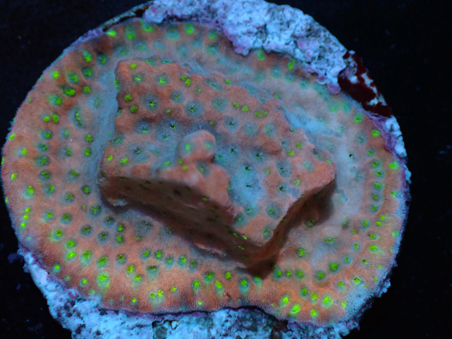 Sunset Montipora Auctions 12/11 ended