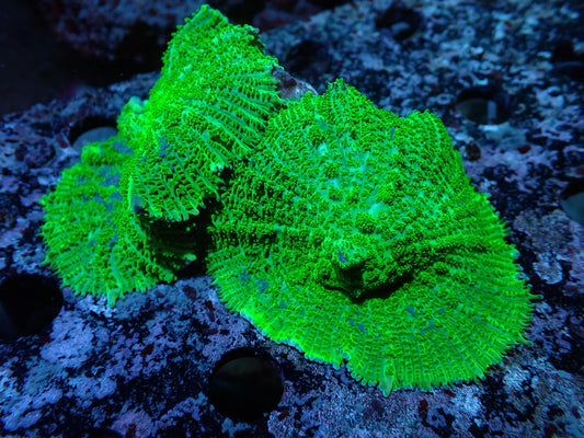 2P Green Rhodactis Auctions 12/13 ended