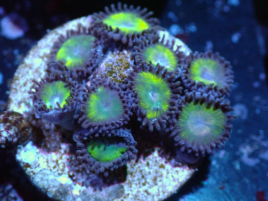 Yellow Submarine Zoas Auctions 12/15 ended