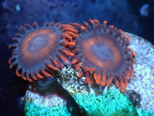 Unknown Zoas Auctions 12/18 ended