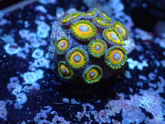 Super Saiyan Zoas Auctions 12/20 ended