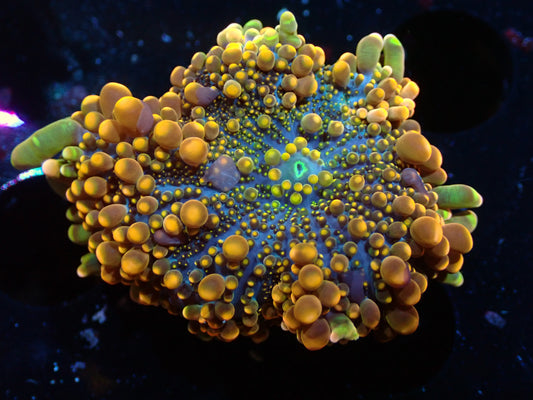 False Godzilla Yuma Auctions 12/22 ended