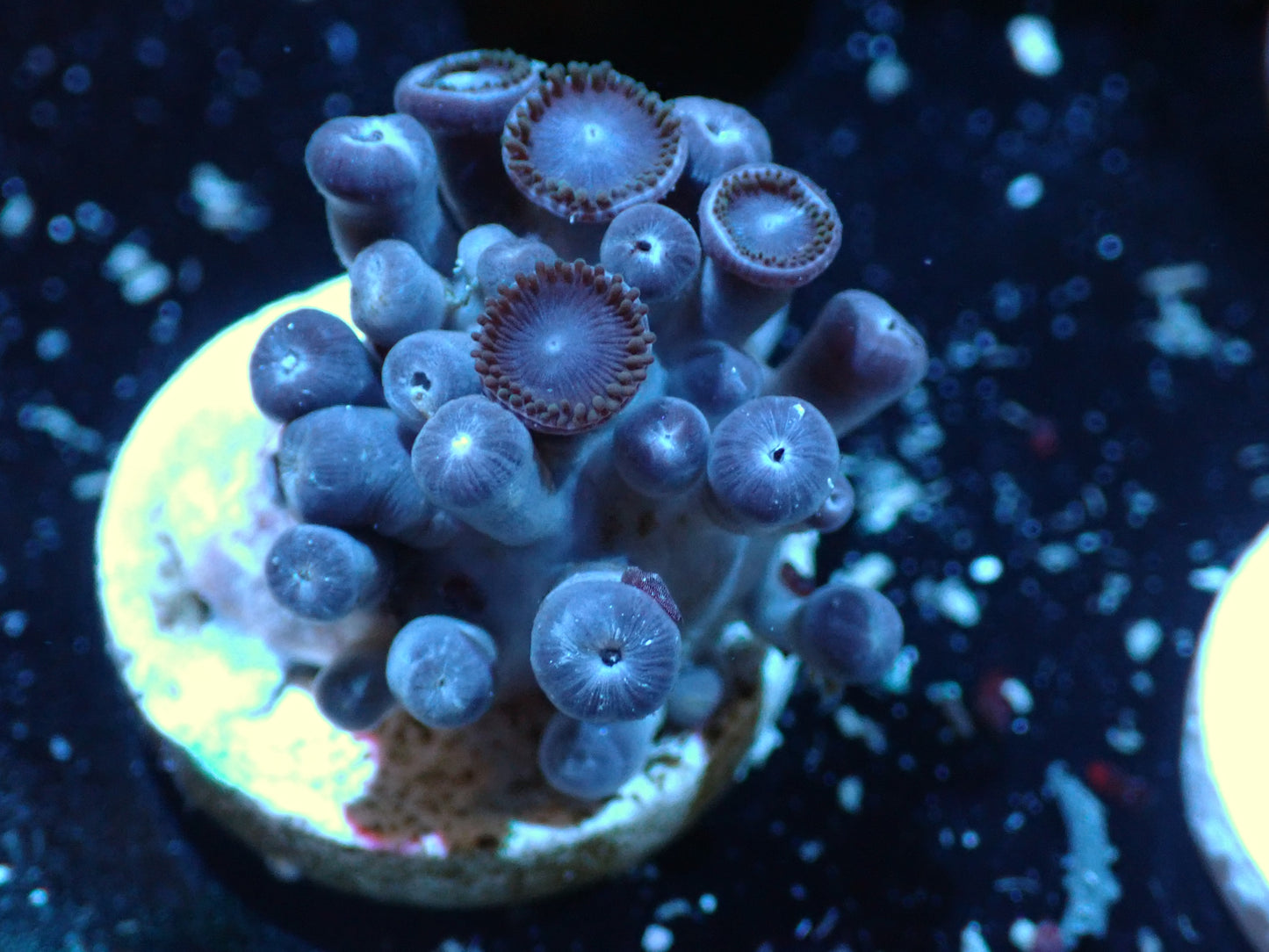 Tubbs Blue Zoas Auctions 12/29 ended