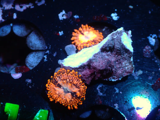 Utter Chaos Zoas Auctions 1/1 ended