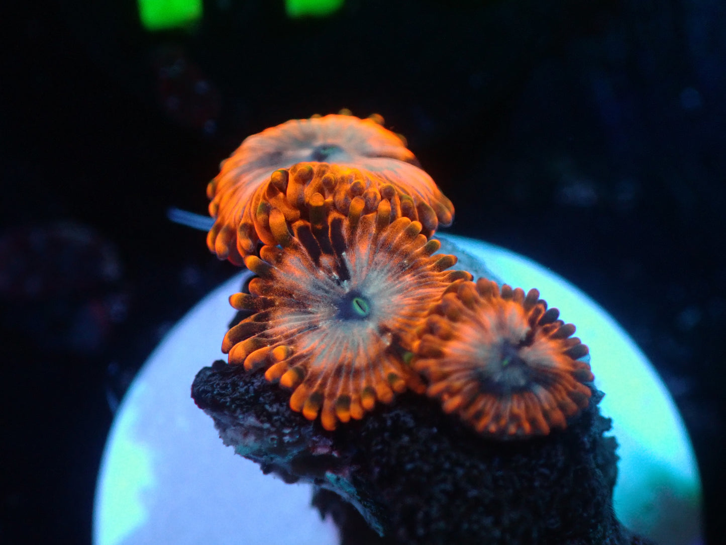 Utter Chaos Zoas Auctions 1/10 ended