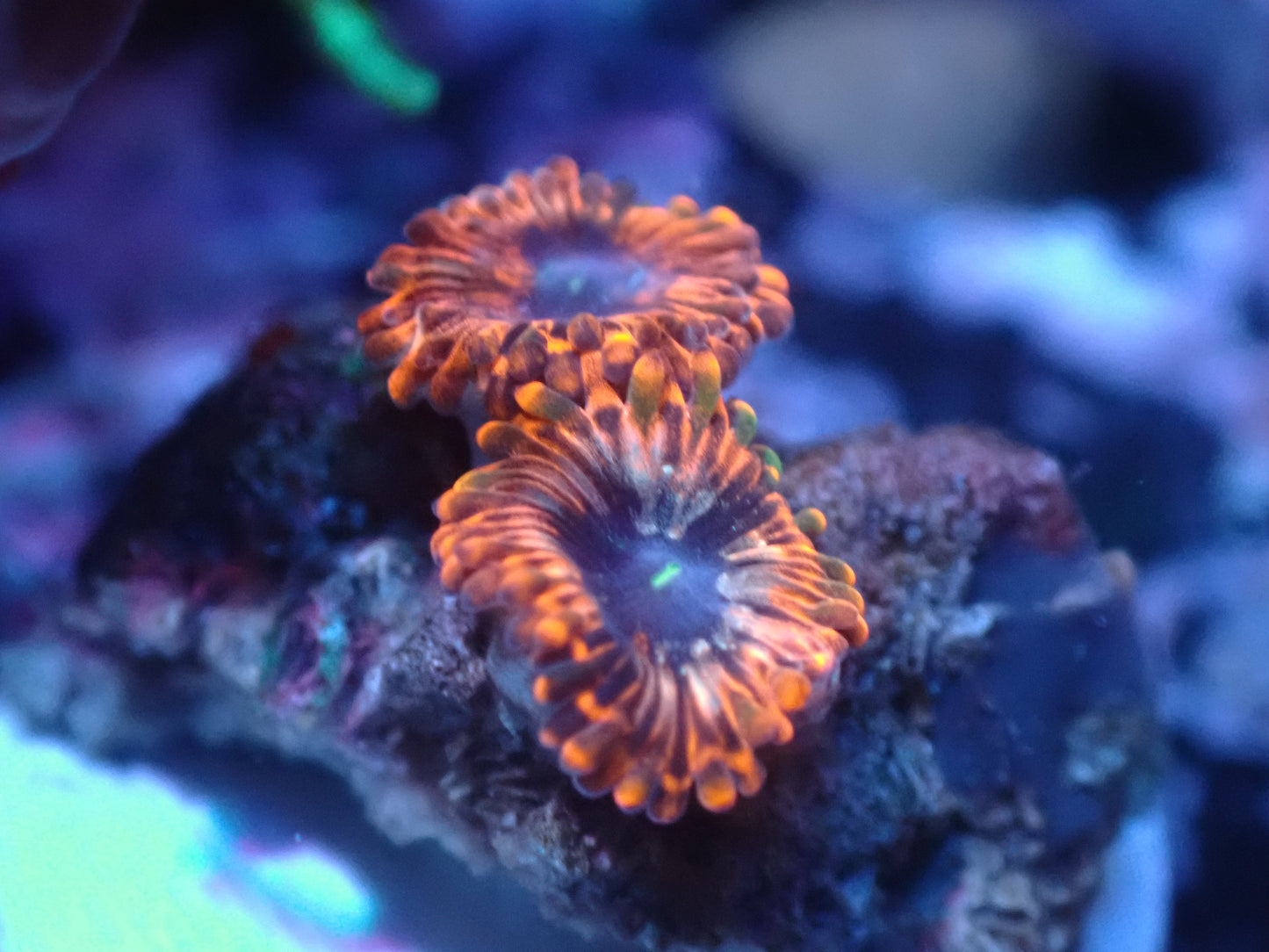 Utter Chaos Zoas Auctions 1/12 ended