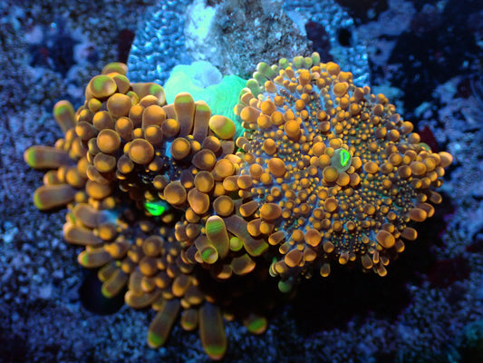 False Godzilla Yuma Auctions 1/15 ended