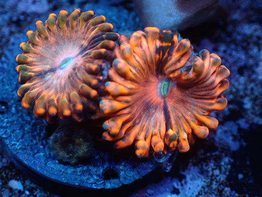 Utter Chaos Zoas Auctions 1/15 ended