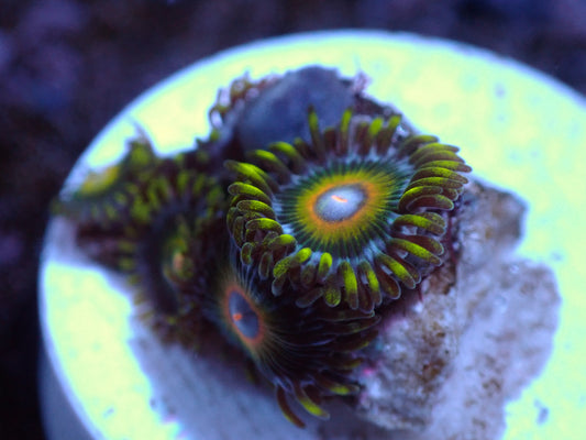 Super Saiyan Zoas Auctions 1/17 ended