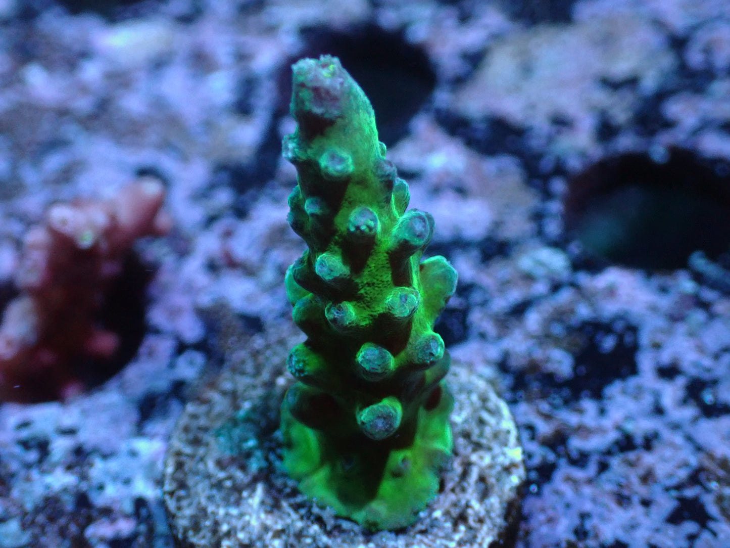 Poletti Yellow Tip Acropora Auctions 1/17 ended