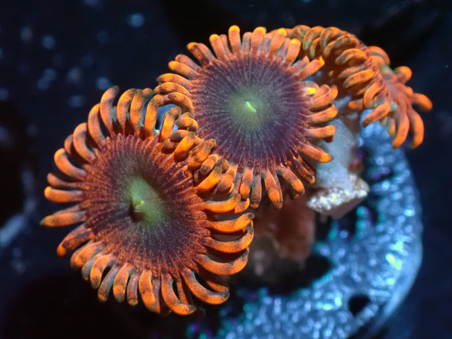 Halloween Zoas Auctions 1/22 ended