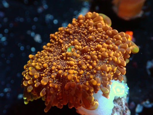 False Godzilla Yuma Auctions 1/24 ended