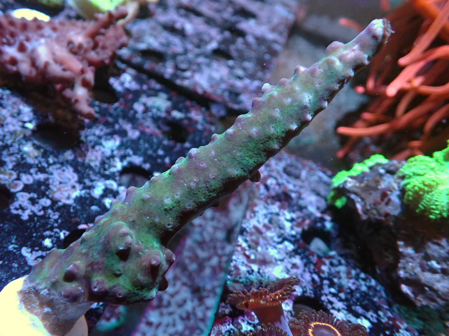 Poletti Yellow Tip Acropora Auctions 1/24 ended