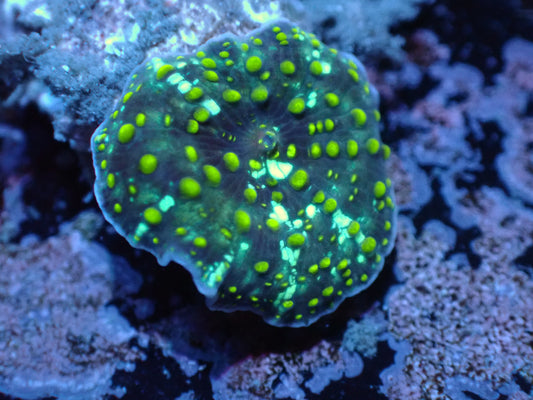 Yellow Speckled Discosoma Auctions 1/24 ended