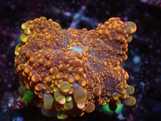 False Godzilla Yuma Auctions 1/26. Ended