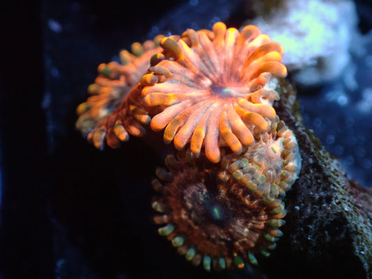 Utter Chaos Zoa Auction 1/29. ended