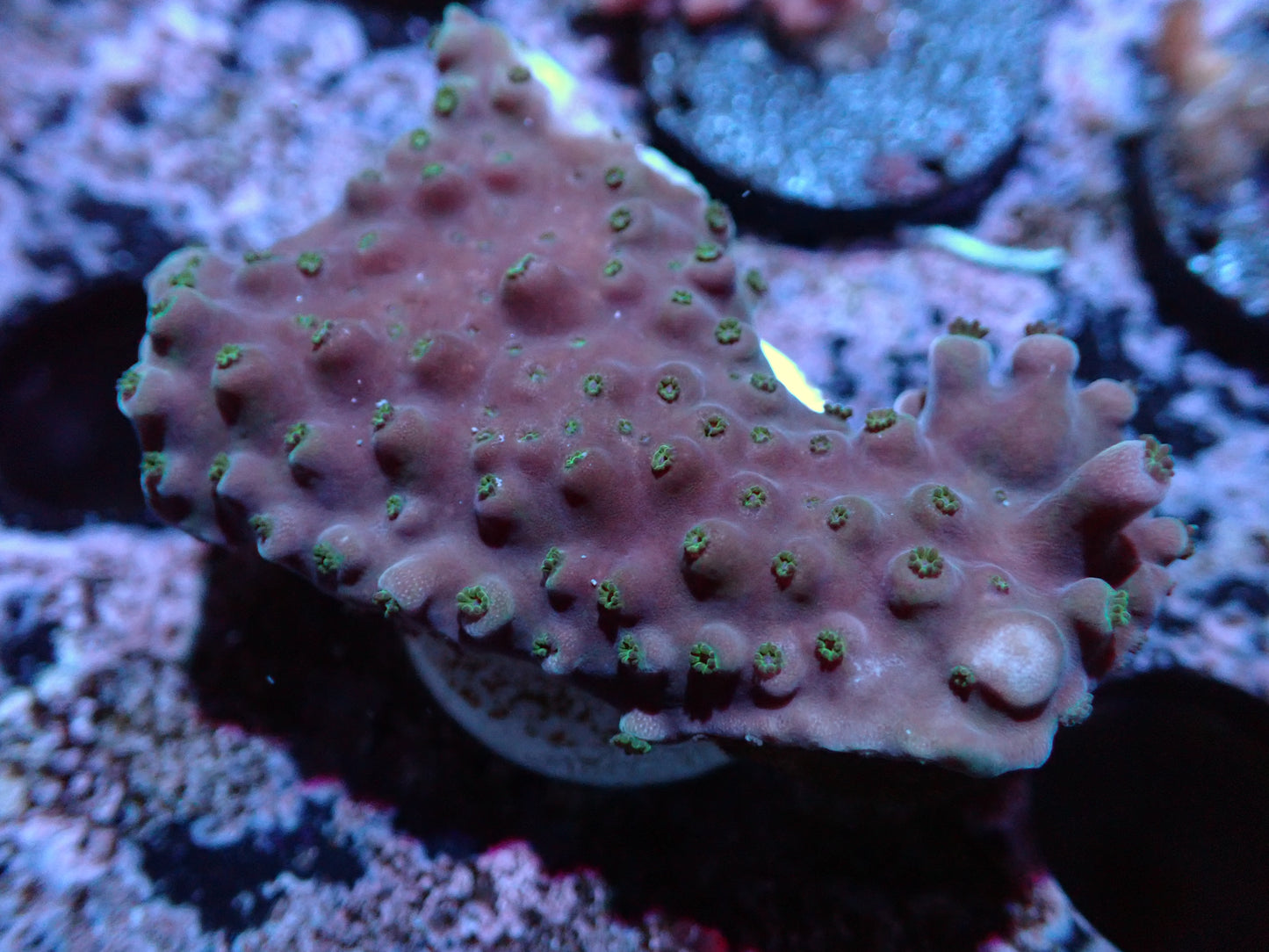 Unknown Acropora Crust Auction 1/29 ended